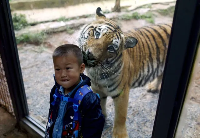 A boy poses for a photograph with a tiger behind a glass wall in Yunnan Wildlife Park in Kunming, China, September 24, 2015. (Photo by Wong Campion/Reuters)