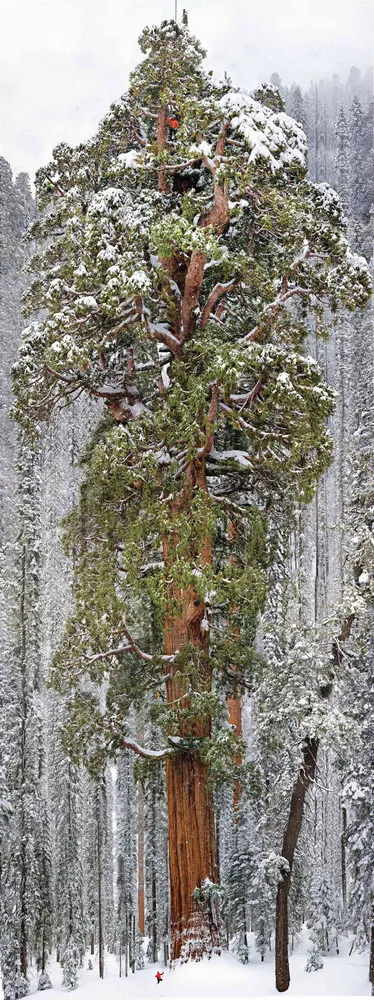 Tree “The President”