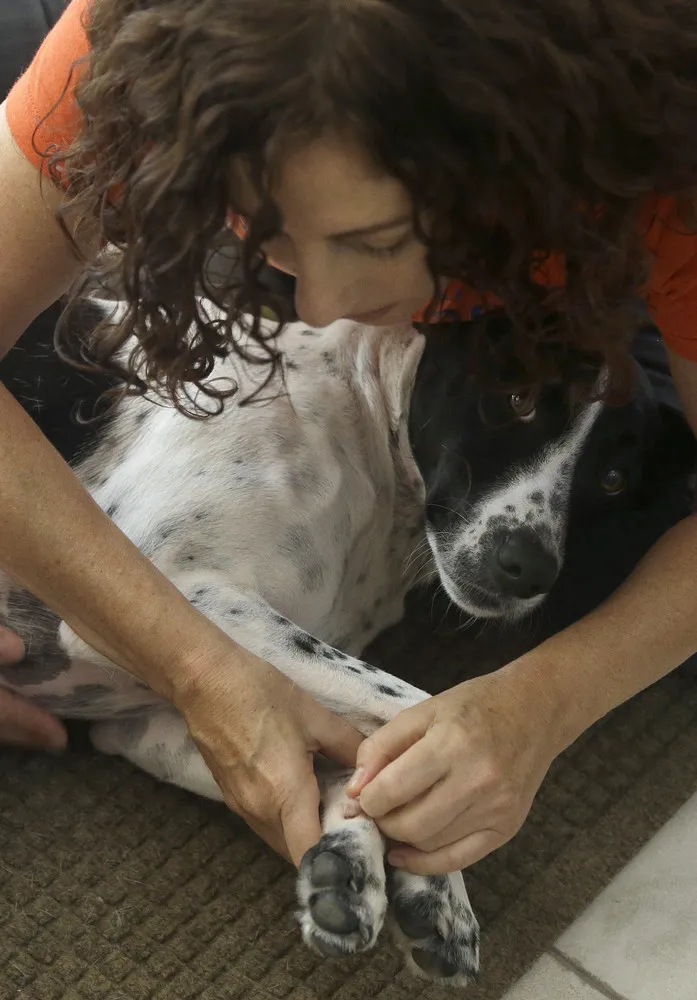 Pet Massage Gaining Popularity in USA