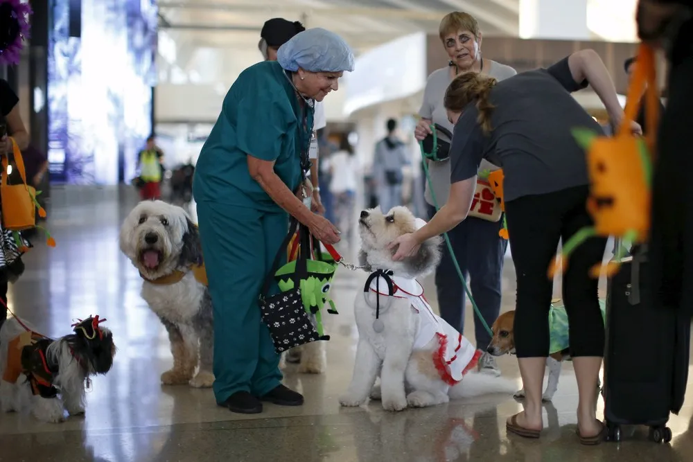 Airport Offers Dog Therapy to De-Stress Passengers