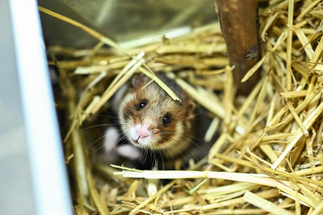 A new born critically endangered European hamster is seen in their enclosure at the Wroclaw Zoo in Wroclaw, Poland on August 28, 2025. Wroclaw Zoo, celebrates the first success of conservation breeding of the European hamster (Cricetus cricetus), once a common sight in agricultural landscapes, has seen a dramatic decline in numbers due to habitat loss, changing agricultural practices, and poor dietary conditions. The hamsters, named Bryg, Bosman, Brzask, and two females named Burza and Bryza, were born on July 8 in the southwestern city of Wroclaw. Conservationists warn that without immediate action the species could disappear entirely from its Eurasian range within the next 25 years. (Photo by Omar Marques/Anadolu via Getty Images)