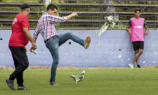 In this Sunday, March 11, 2018 photo, Fenix first-division club director Gaston Alegari kicks a hen after supporters from his club threw two chickens painted in white and green, the colors of the opponents Racing, on to the field during their league soccer match, in Montevideo, Uruguay. Uruguay's soccer association decided on Tuesday that Fenix will have to play one match away from their home stadium because of the incident. The incident has also made Alegari a target of criticism from animal rights groups and fans after he violently kicked one of the chickens off the pitch. (Photo by Mauricio Castillo/AP Photo)