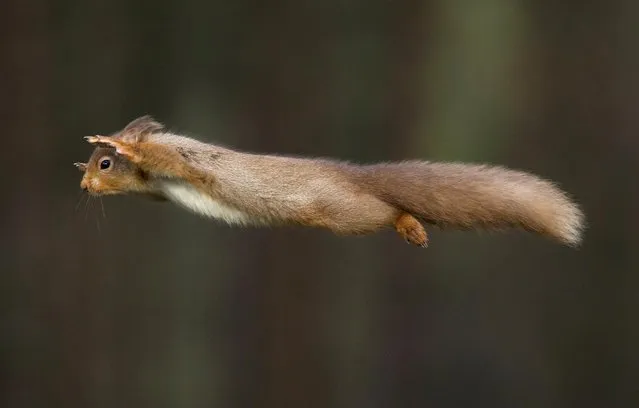 A red squirrel in full flight at Cairngorms National Park in the Scottish Highlands in March 2023. (Photo by Vince Burton/Animal News Agency)