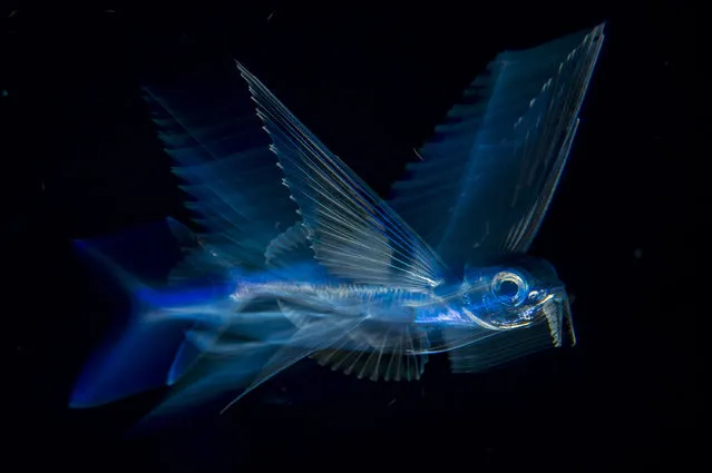 Flying fish in motion: A flying fish swims below the surface in the Gulf Stream late at night, offshore from Palm Beach, Fla., August 18, 2017. Moving its tail fin up to 70 times per second, a flying fish can reach an underwater speed of nearly 60 kilometers per hour. Angling itself upwards, it then breaks the surface while still propelling itself along by rapidly beating its tail underwater, before taking to the air and gliding – successfully escaping predators such as tuna, marlin and swordfish. (Photo by Michael Patrick O'Neill/World Press Photo)