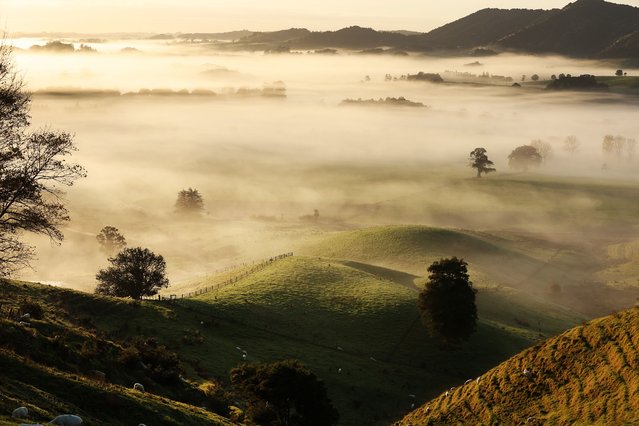 Fog covers farmland in the Kaipara Hills on June 25, 2025 in Auckland, New Zealand. (Photo by Fiona Goodall/Getty Images)
