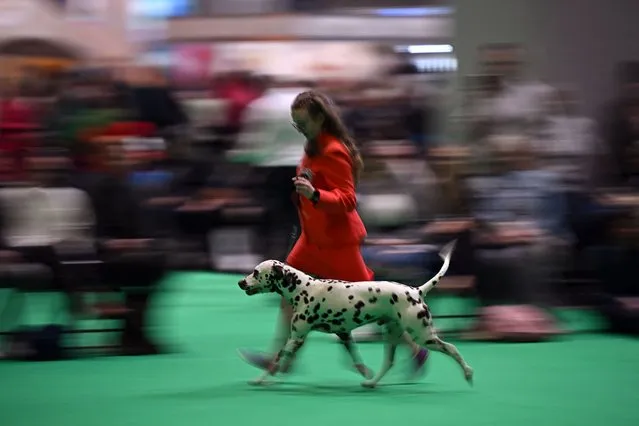 A woman walks with a Dalmatian dog as it is judged on the final day of the Crufts dog show at the National Exhibition Centre in Birmingham, central England, on March 12, 2023. (Photo by Oli Scarff/AFP Photo)