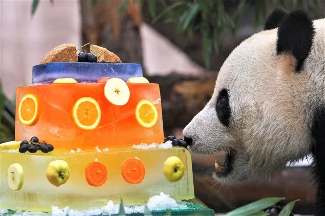 Ru Yi, a male giant panda, enjoys a specially-decorated meal to mark International Panda Day at a zoo in Moscow, Russia on March 16, 2023. (Photo by Evgenia Novozhenina/Reuters)