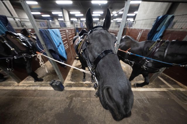 The horses of the King's Troop Royal Horse Artillery are prepared for duty in the temporary stables at Wellington Barracks on the morning before participating in the 41 Gun Salute at The Green Park to celebrate His Majesty The King's Birthday with the gun carriages are hauled onto the parade ground by troops in London on November 14, 2025. (Photo by Malcolm Park/Alamy Live News)