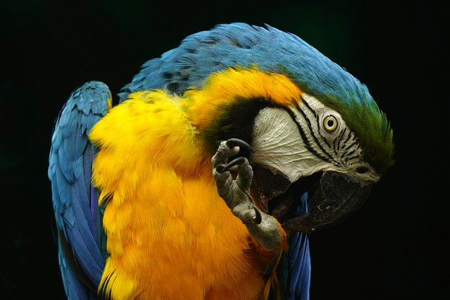 A blue-and-yellow macaw is seen at the National Zoological Park in New Delhi on Monday, November 10, 2025. The zoo, which was shut down following the detection of avian influenza, was reopening after more than two months, officials said. (Photo by Himanshu Sharma/NurPhoto/Getty Images)