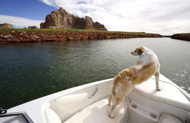 A power boat cruises with Phoebe the dog on the bow, through a cut below Castle Rock in Lake Powell near Page, Arizona, May 25, 2015. (Photo by Rick Wilking/Reuters)