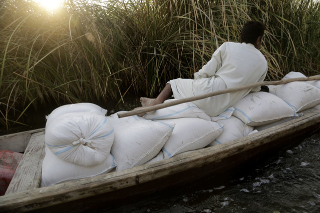 In this September 10, 2017 photo, Farmers transport feed for livestock along a canal in Iraq’s southern marshes in Chabaish, Iraq. The majority of the wetland’s inhabitants raise water buffalo and fish to support their families but due to decreased water quality and low fish yields, the region is mired in poverty. (Photo by Susannah George/AP Photo)