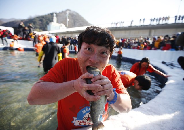 A man reacts after catching a trout with his hands during an event promoting the Ice Festival on a frozen river in Hwacheon, about 20 km (12 miles) south of the demilitarized zone separating the two Koreas, January 10, 2015. (Photo by Kim Hong-Ji/Reuters)