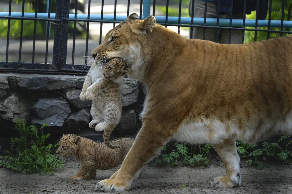 Three Little Liligers Cavort at Russian Zoo