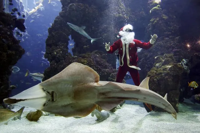 French diver Pierre Frolla, a four-time apnea diving world champion, dressed as a Santa Claus swims with fish in an aquarium of the Oceanic Museum of Monaco December 11, 2015. (Photo by Eric Gaillard/Reuters)