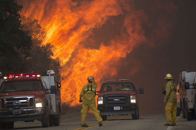 Firefighters are forced to retreat as flame close in on them in Placerita Canyon at the Sand Fire on July 24, 2016 in Santa Clarita, California. Triple-digit temperatures and dry conditions are fueling the wildfire, which has burned across at least 22,000 acres so far and is only 10% contained. (Photo by David McNew/Getty Images)