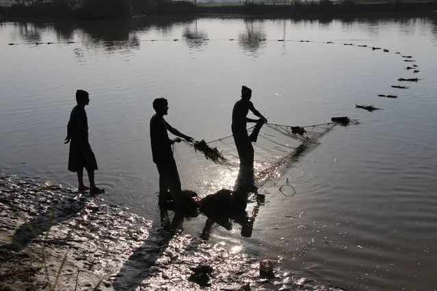 Fishermen use a net to catch fish at a local area of Larkana, Pakistan, 28 January 2021. (Photo by Wqar Hussein/EPA/EFE)