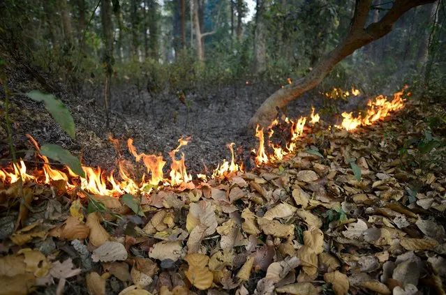 Fire set on by forest officials to burn the dry tree leaves in Amsoi reserve forest in Nagaon district of Assam, India, 20 February 2021. (Photo by Pranabjyoti Deka/EPA/EFE)