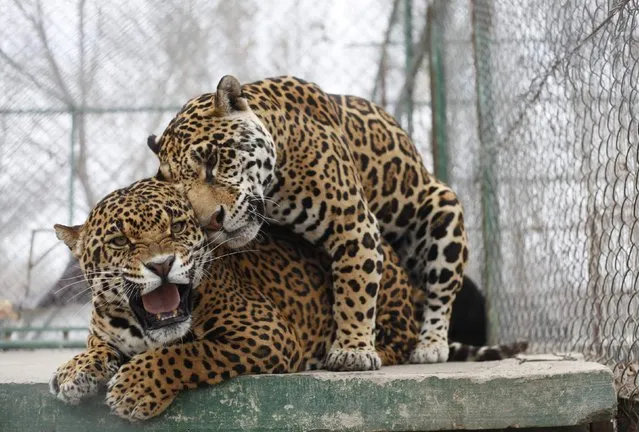Two jaguars (Panthera onca) mate at the zoo in the Valley of Juarez January 29, 2015. (Photo by Jose Luis Gonzalez/Reuters)
