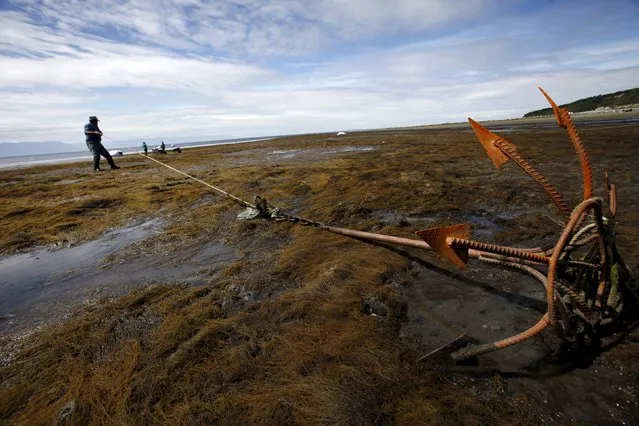 Luis Aravena drags an anchor as they collect seaweed, which is locally called “Pelillo”, during low tide at Tenglo island near Puerto Montt city south of Santiago, Chile, December 27, 2015. According to local media, around 60 thousand tonnes of wet “Pelillo” seaweed are harvested annually in the region to provide raw materials for local and international cosmetics, pharmaceutical and food industries. (Photo by Carlos Vera/Reuters)