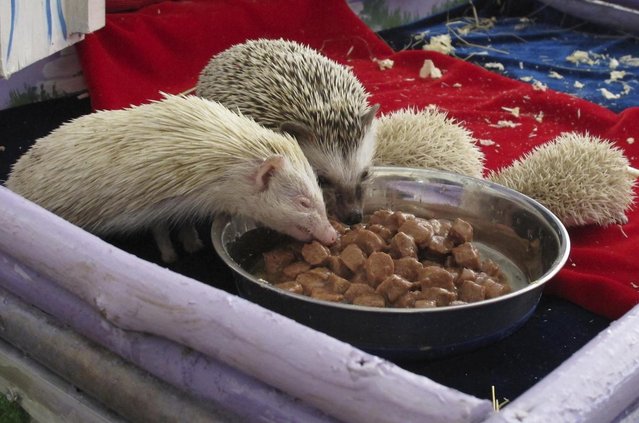 Parent hedgehogs Maria, left, and Gosha, 2nd left, with their albino babies eat in a private Zoo in Moscow, Russia, Thursday, August 22, 2013. Three rare albino hedgehog babies, born on the same day as Britain's new prince, have moved into a miniature castle at a Moscow petting zoo. The three are named after the Prince of Cambridge – George, Alexander and Louis. On Thursday, when they turned one month old, they were shown their new home at the All-Russia Exhibition Center. (Photo by Alexander Zemlianichenko Jr./AP Photo)