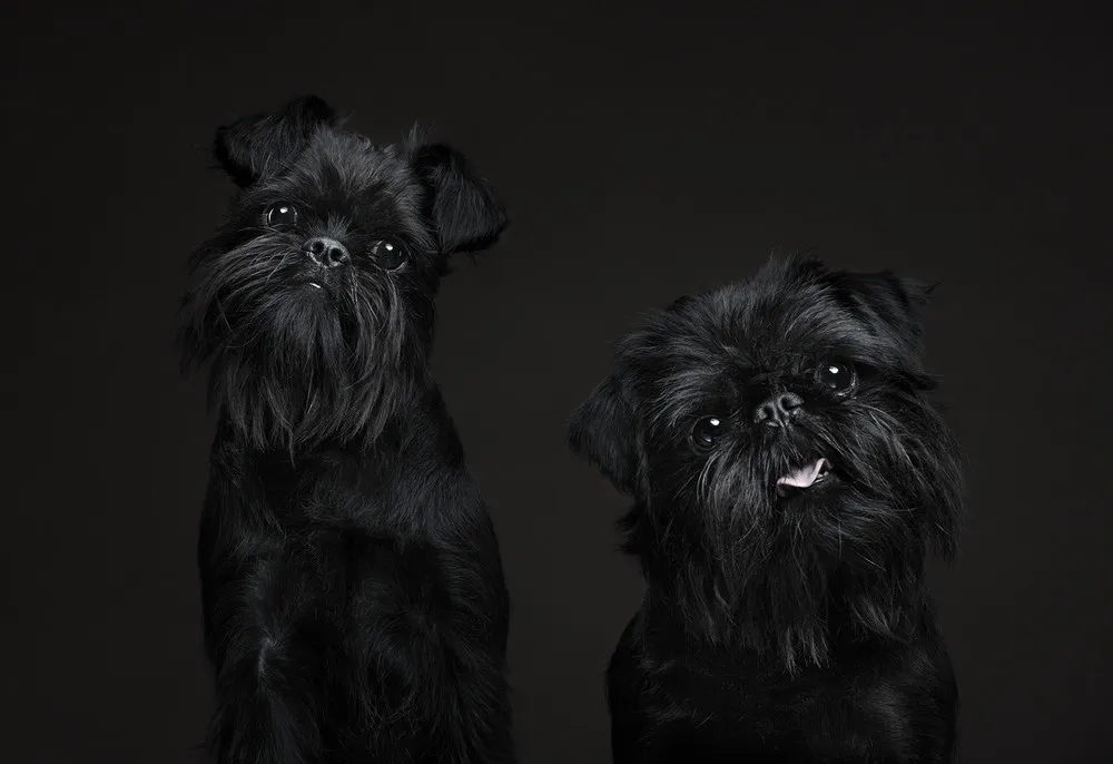 Dog Personality Portraits