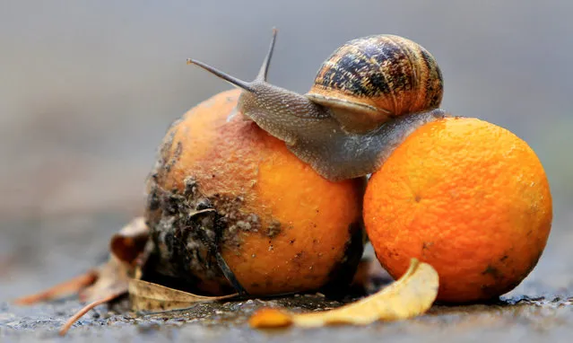A snail sits on oranges, after the first rain in Jizeen, southern Lebanon November 1, 2016. (Photo by Ali Hashisho/Reuters)