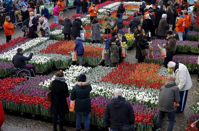 People pick tulips that were placed in front of the Royal Palace at the Dam Square to celebrate the beginning of the tulip season in Amsterdam, the Netherlands January 16, 2016. (Photo by Michael Kooren/Reuters)
