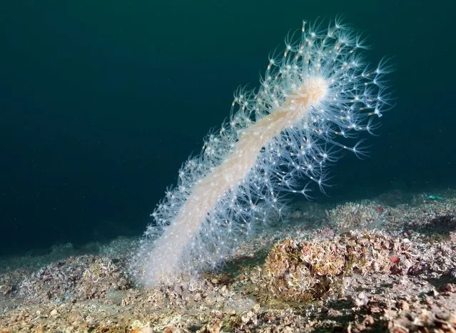 A sea pen (Veretillum cynomorium) is seen in the depths of Sea of Marmara at Izmit Bay, easternmost edge of the Sea of Marmara, in Kocaeli Province, Turkiye on January 08, 2023. Underwater Director of Photography Tahsin Ceylan and his crew dived in Ulasli region of Golcuk district. (Photo by Tahsin Ceylan/Anadolu Agency via Getty Images)