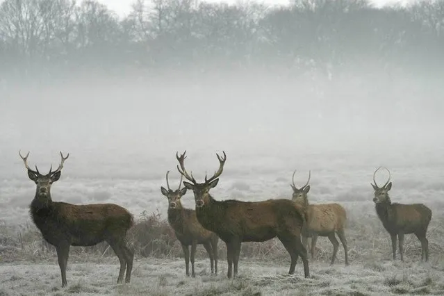 Deer move through Richmond Park in the morning mist in London, Wednesday, February 15, 2023. (Photo by Frank Augstein/AP Photo)
