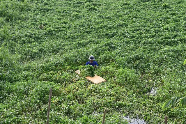 A worker harvests water spinach (locally known as Kangkong) from a plantation amongst fish pens in Laguna lake, suburban Manila on August 18, 2023. (Photo by Ted Aljibe/AFP Photo)