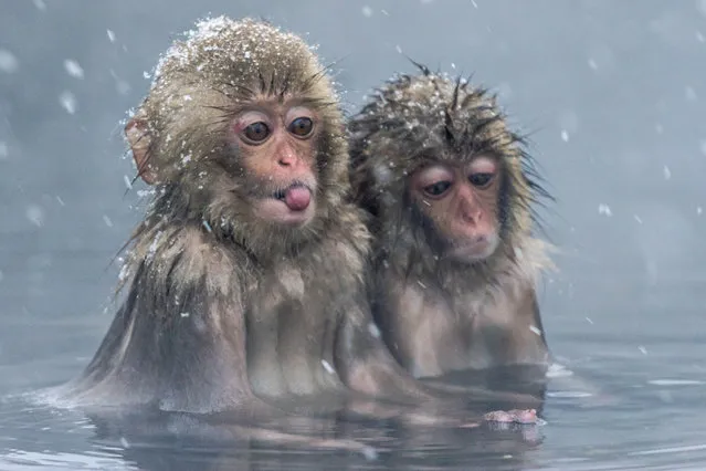 These young monkeys look a little sad as they sit close together in the water and one sticks out his tongue to catch the falling snowflakes. The wild Japanese macaques sit in the hot water, which is around 40 degrees, as a way to keep warm in the minus five degree Celsius weather in igokundani Monkey Park in Yamanouchi, Nagano Prefecture, Japan. During the winter, the macaques spend their days warming in the hot springs before returning to the surrounding forest at night. (Photo by Julia Wimmerlin/Solent News)