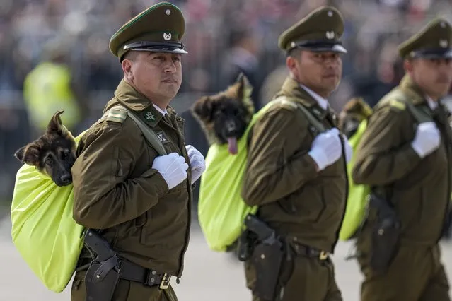 Chilean police carry puppies that will be future police dogs during Army Day and Independence Day celebrations in Santiago, Chile, Monday, September 19, 2022. Chile celebrated 212 years of independence. (Photo by Esteban Felix/AP Photo)
