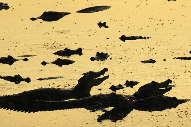 A group of caimans sit on the banks of the almost dried up Bento Gomes River in the Pantanal wetlands near Pocone, Mato Grosso state, Brazil, Wednesday, November 15, 2023. Amid the high heat, wildfires are burning widely in the Pantanal biome, the world's biggest tropical wetlands. (Photo by Andre Penner/AP Photo)