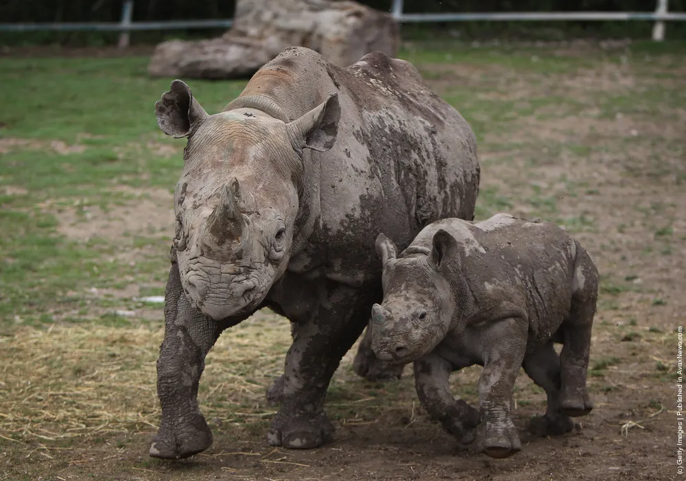 The New Arrivals At Port Lympne Wild Animal Park