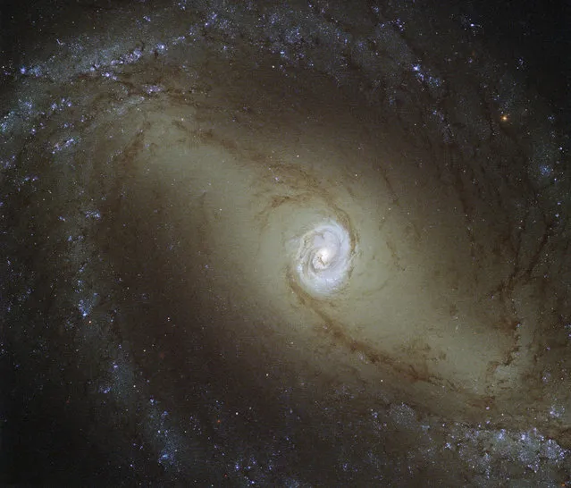 A spiral galaxy known as NGC 1433, about 32 million light-years from Earth. (Photo by Reuters/NASA/ESA/Hubble)