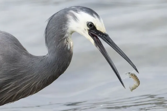 A white-faced heron is catching a shrimp in a lagoon in Dunedin, New Zealand, on January 22, 2024. (Photo by Sanka Vidanagama/NurPhoto/Rex Features/Shutterstock)