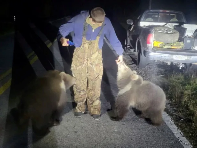 A man interacts with Kodiak bears, which escaped from an inadequate enclosure at a local residence, according to Okaloosa County Sheriff's Office, on a road in Baker, Florida, U.S., in this handout image released January 31, 2024. (Photo by Okaloosa County Sheriff's Office/Handout via Reuters)