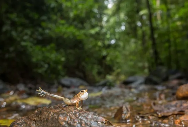 A male kottigehar dancing frog calling to attract a female by waving its foot (Agumbe, Western Ghats, India). This tiny frog (Micrixalus kottigeharensis) breeds during the monsoon period along small forest streams. Traditionally male frogs rely on their croaking to attract females, but here they struggle to be heard over the noise of fast-flowing water. This frog, no bigger than your thumb, climbs onto a small stone and waves its foot. Global warming will negatively impact different aspects of frogs’ lives, including their immune and breeding systems, their habitat and embryo hatching process. (Photo by Yashpal Rathore/naturepl.com/LDY Agency)