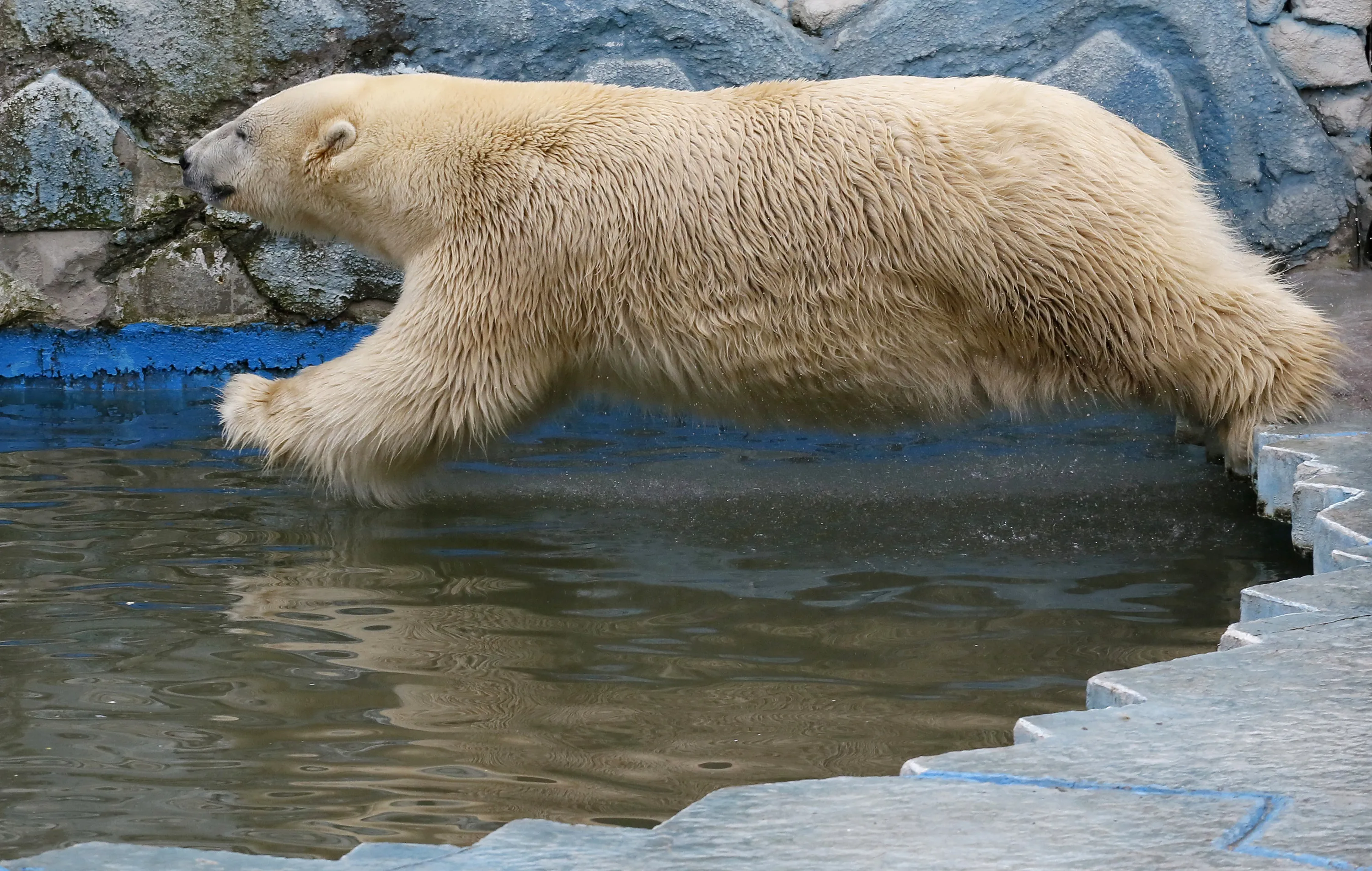 Portage lakes polar bear jump