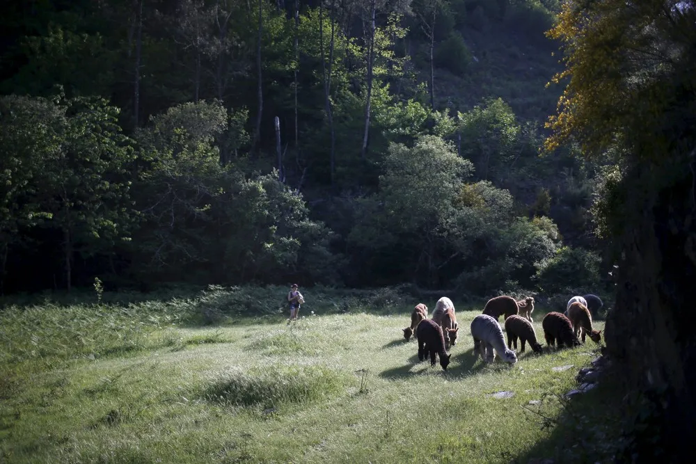 Among Alpacas