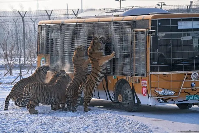 Siberian tigers are fed by visitors from a bus at the Siberian Tiger Park in Harbin, in China's northeastern Heilongjiang province, on January 6, 2023. (Photo by Hector Retamal/AFP Photo)