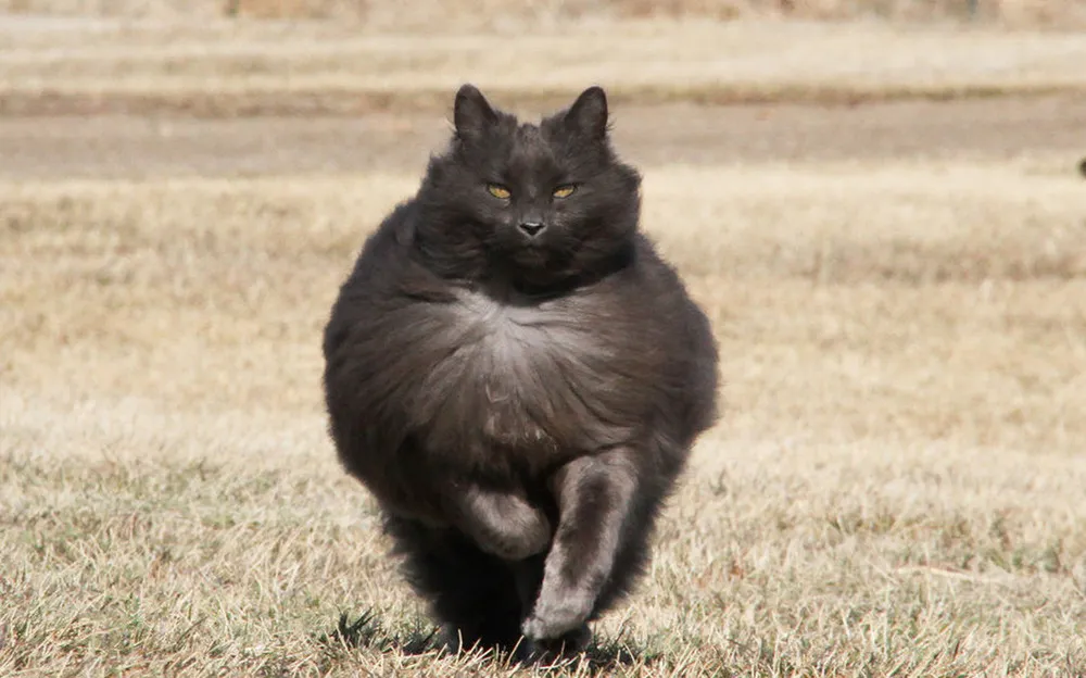 Sygmond the Grey Majestic Cat