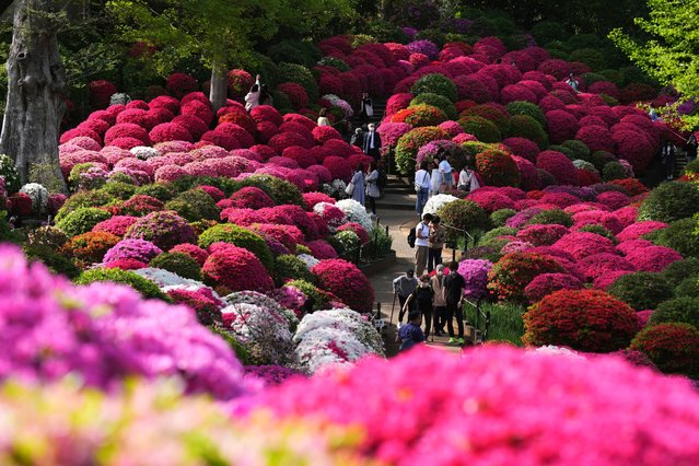 Visitors walk through azalea blossoms at Nezu Shrine on a mild spring day Monday, April 15, 2024, in Tokyo. In the Shinto beliefs, Nezu Shrine was built about 1900 years ago, and it's considered one of the oldest shrines in Tokyo. (Photo by Eugene Hoshiko/AP Photo)