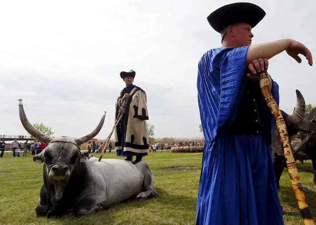A traditional Hungarian herdsmen attend celebrations, with his Grey cattle, before the start of the new grazing season in the Great Hungarian Plain in Hortobagy, Hungary, April 23, 2016. (Photo by Laszlo Balogh/Reuters)