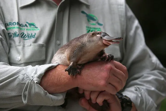 Platypus Keeper, Rob Dockerill, holds Annie the platypus during a press call at Taronga Zoo on March 03, 2021 in Sydney, Australia. Taronga Conservation Society Australia has joined with NSW Environment Minister Matt Kean to announce a strategic plan on UN World Wildlife Day underpinned by a pledge to save the iconic platypus from extinction. Taronga scientists warn platypus could be extinct in the next 50 years. (Photo by Lisa Maree Williams/Getty Images)