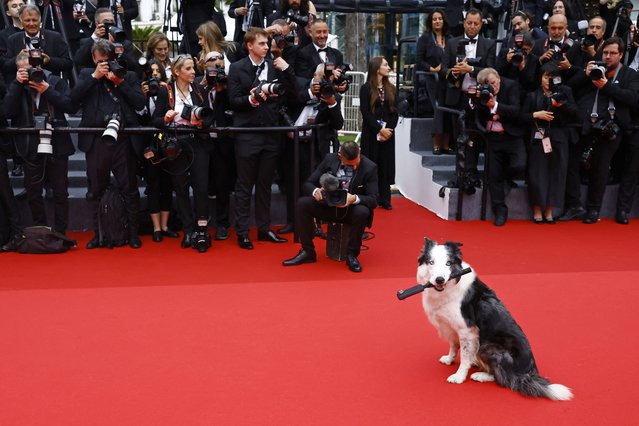 Photographers take pictures of Messi, the dog from the film “Anatomie d'une chute” (Anatomy of a Fall), who is getting his own TV show at Cannes, on the red carpet before guest arrivals for the opening ceremony at the 77th Cannes Film Festival in Cannes, France, on May 14, 2024. (Photo by Clodagh Kilcoyne/Reuters)