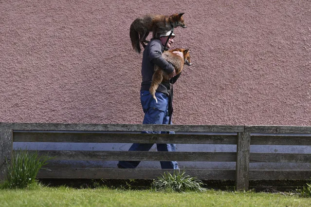 Patsy Gibbons takes his two rescue foxes, Grainne (top) and Minnie, for a walk in Kilkenny, Ireland April 25, 2016. (Photo by Clodagh Kilcoyne/Reuters)