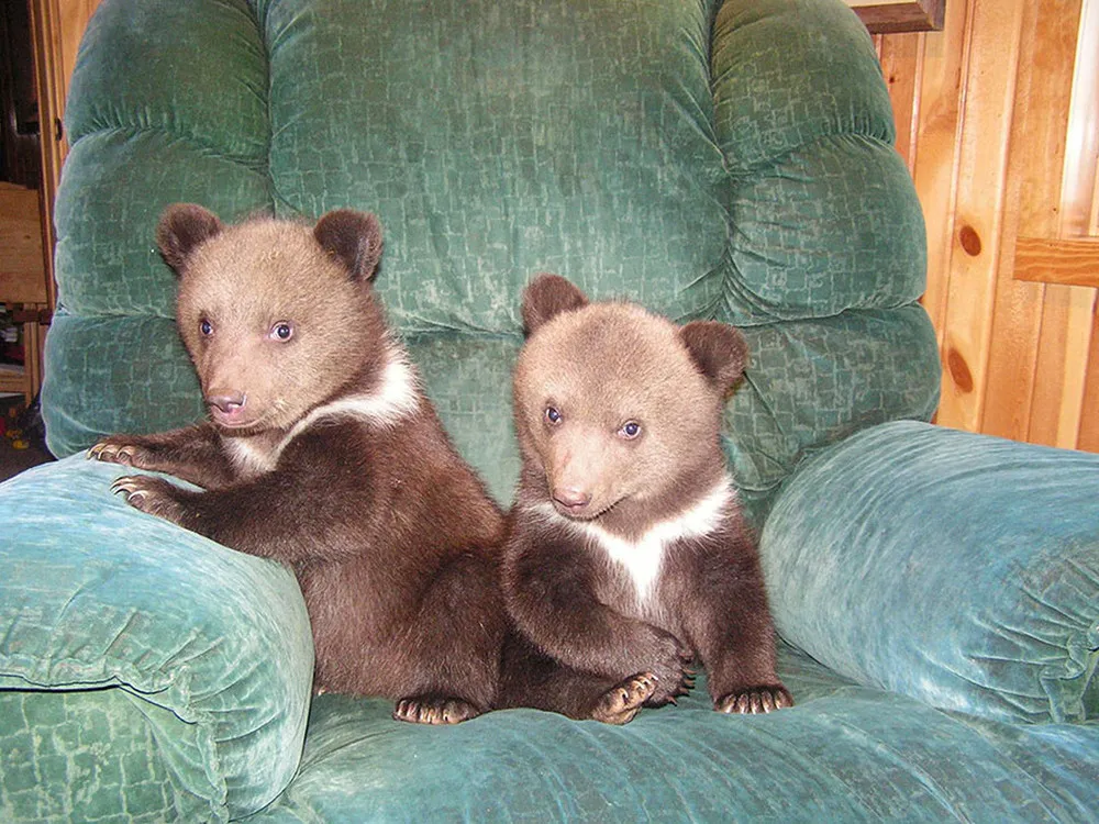 Couple Adopts Twin Bear Cubs Rejected by their Mother 