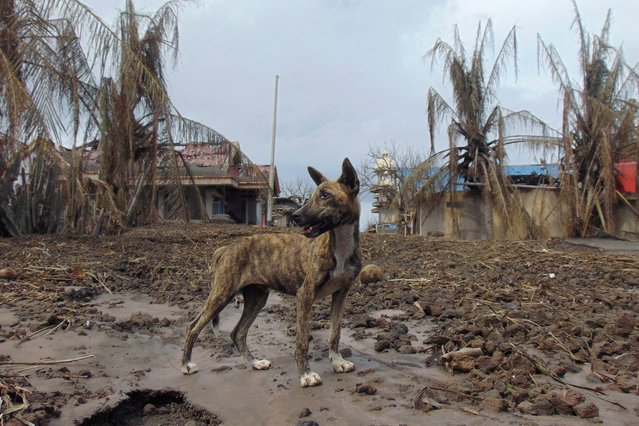 A dog stands at an area affected by the eruption of Mount Ruang volcano, in Laingpatehi village, Sitaro Islands Regency, North Sulawesi province, Indonesia, on May 3, 2024. (Photo by Chermanto Tjaombah/Reuters)