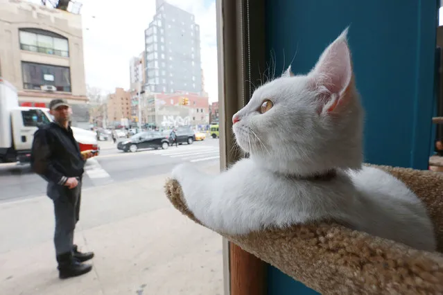Cat lounges and makes itself at home at the new Cat Café by Purina ONE on Wednesday, April 23, 2014 in New York. (Photo by Amy Sussman/Invision for Purina ONE/AP Images)